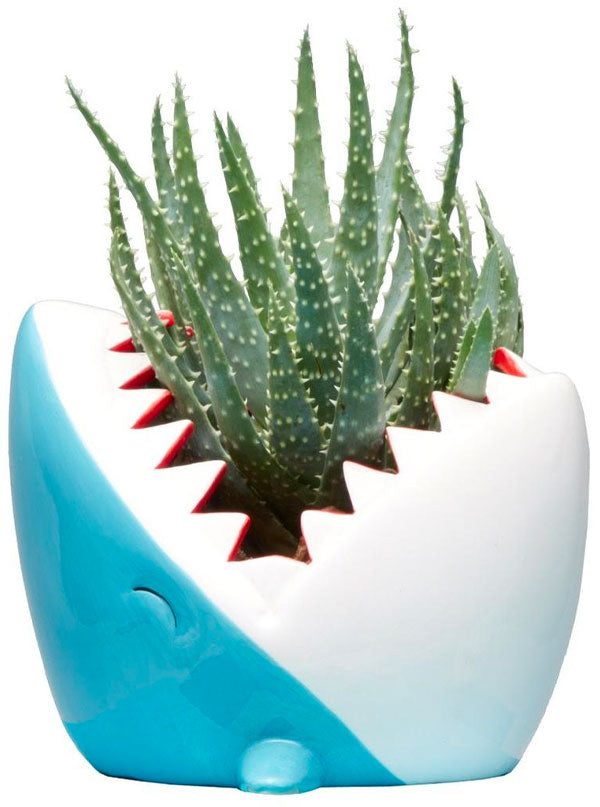 Shark Planter