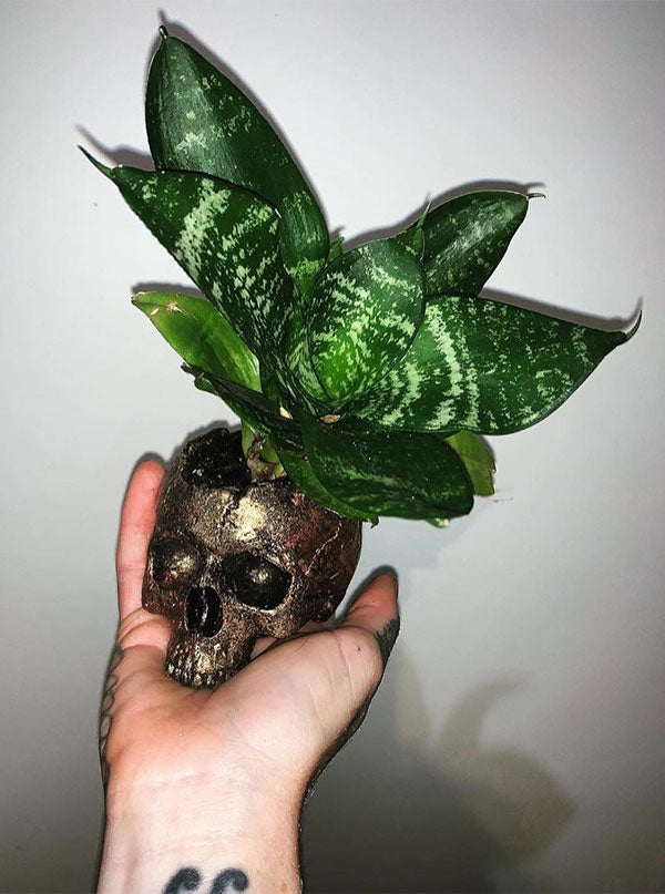 Skull Pot Planter