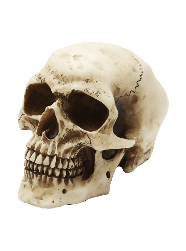 Small Skull (Bone)